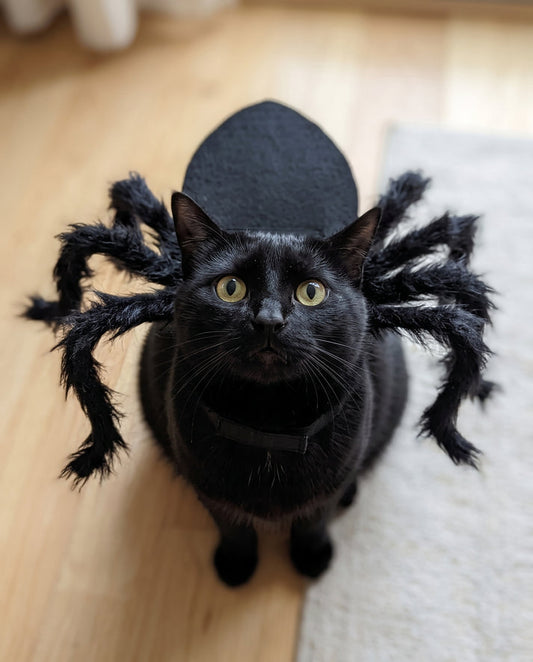 Cat Spider Costume – Funny Halloween Pet Costume for Cats